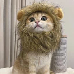 New Cute Funny Pets Clothes Cap Cute Cat Wig Lion Mane Costume Cosplay Kitten Dog Hat with Ears Fancy Party Supplies