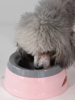 Pet Dog Bowls Floating Not Wetting Mouth Cat Bowl No Spill Drinking Water Feeder Plastic Portable Dog Bowl Support Accessories